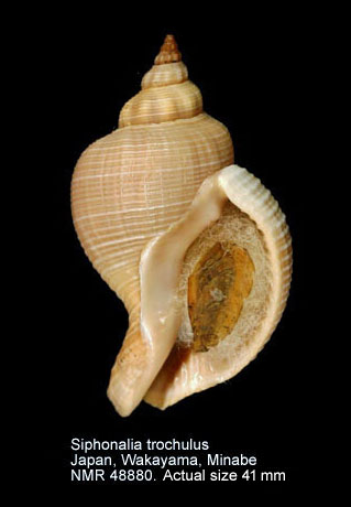 Siphonalia trochulus.jpg - Siphonalia trochulus(Reeve,1843)